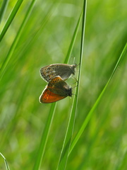 Coenonympha amaryllis