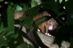 Trichosurus johnstonii