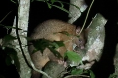 Trichosurus johnstonii