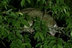 Pseudochirops archeri