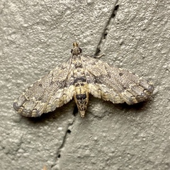 Sufetula hemiophthalma