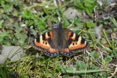 Aglais ladakensis