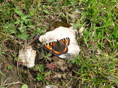Aglais ladakensis