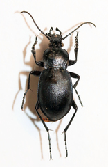 Carabus convexus