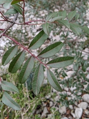 Pistacia × saportae