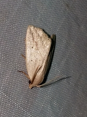 Amolita obliqua