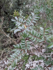 Pistacia × saportae