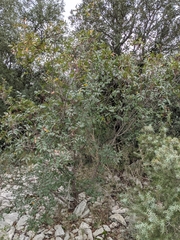 Pistacia × saportae