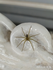 Araneae