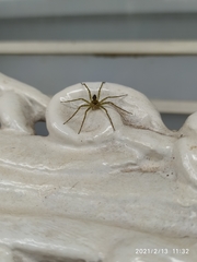 Araneae