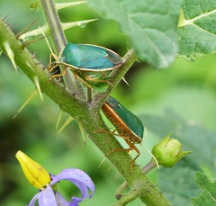 Edessa rufomarginata
