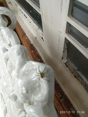 Araneae