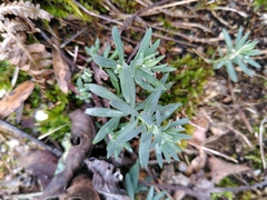 Linaria repens