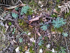 Linaria repens