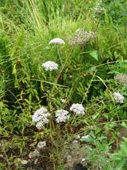 Daucus reboudii image