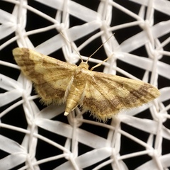 Idaea trypheropa