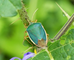 Edessa rufomarginata