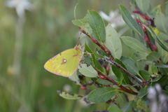 Colias fieldii