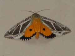 Eudocima materna