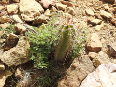 Neoraimondia herzogiana