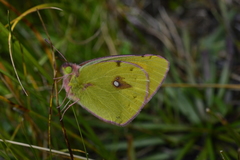 Colias fieldii
