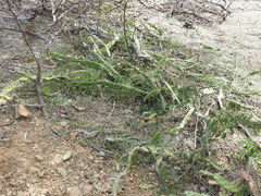 Opuntia anacantha