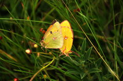Colias fieldii
