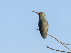 Chionomesa fimbriata