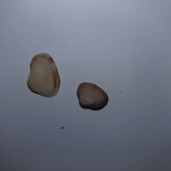 Striarca lactea
