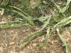 Opuntia anacantha