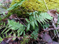 Polypodium × mantoniae