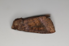 Parapamea buffaloensis