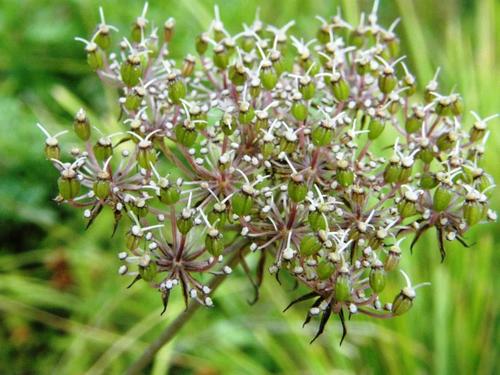 Daucus reboudii image