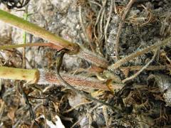 Daucus reboudii image