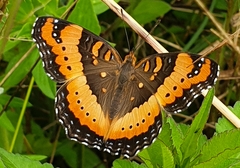 Precis ceryne ceryne