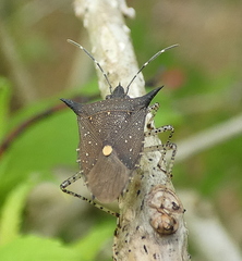 Proxys albopunctulatus