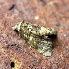 Chlumetia
