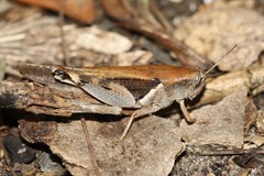 Catantopinae