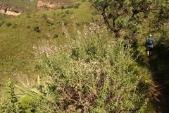 Syncolostemon cinereus