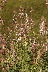 Syncolostemon cinereus