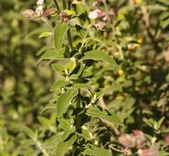 Syncolostemon cinereus