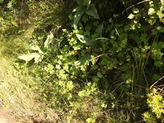 Geranium wakkerstroomianum