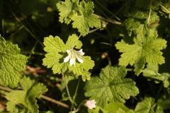 Geranium wakkerstroomianum