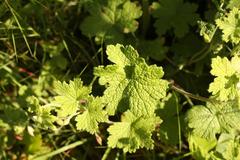 Geranium wakkerstroomianum