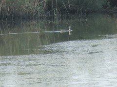 Marmaronetta angustirostris