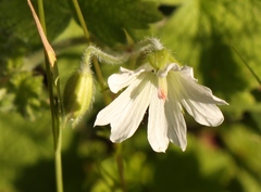 Geranium wakkerstroomianum