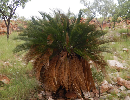Cycas pruinosa