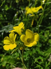 Oxalis pes-caprae