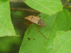 Probergrothius nigricornis