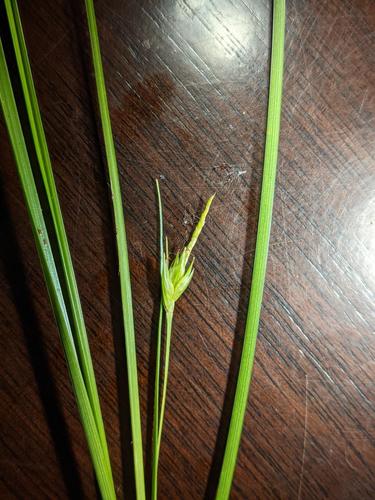 Carex basiantha image